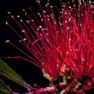 Callistemon citrinus